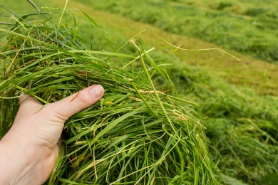 Silage In Hand
