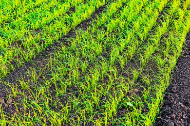 Soil Grass Field