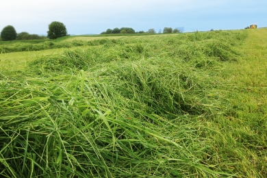 First Cut Silage Strategy - Why Patience Pays Off - Just In Case