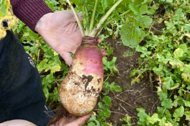 AQM Stubble turnips Barkant