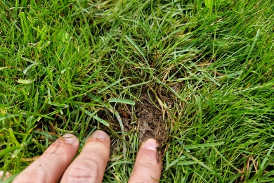 Damaged Lawn
