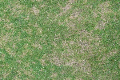 Dollar Spot Grass Disease Sport