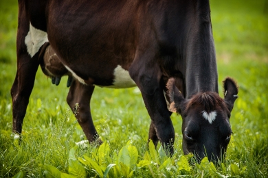 Dairy Cow Grazing