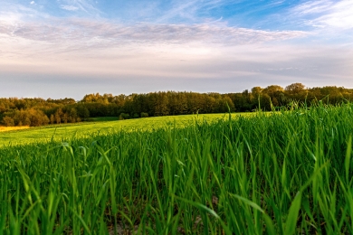Spring Grass Field