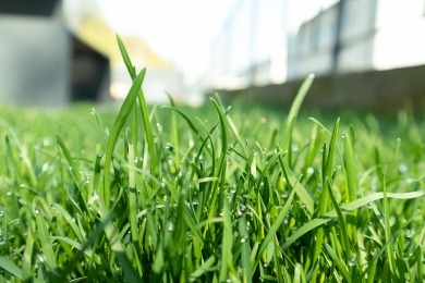 Garden Lawn