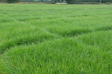 Grass Field Knutsford