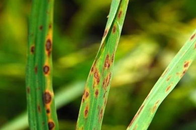 Leaf Spot Grass Disease Sport