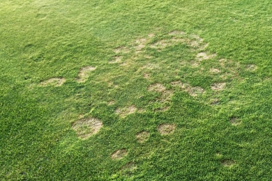 Microdochium Patch Grass Disease Sport