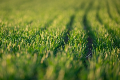 Grass Growth