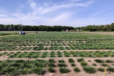 Wolfheze grass plots and trials