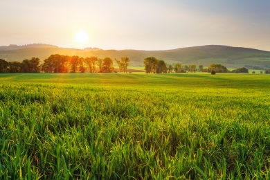 Spring Grass Field Agriculture