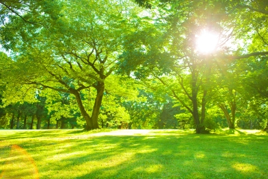 Shady Areas Lawn Landscaping