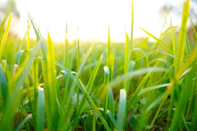 Grass