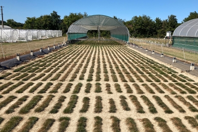 Wolfheze grass plots and trials rainout shelter