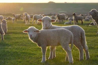 Lambs Spring Grass