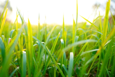 Spring Grass