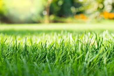 Lawn Landscaping