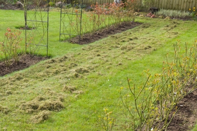 Thatch Buildup Lawn