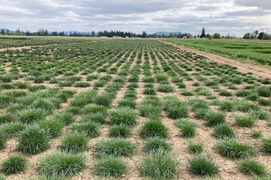 Wolfheze grass plots and trials