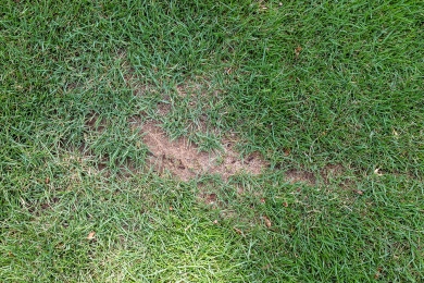 Thin and Patchy Lawn