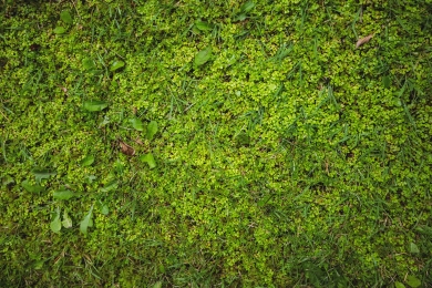 Weeds Grass Lawn
