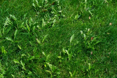 Weeds Lawn
