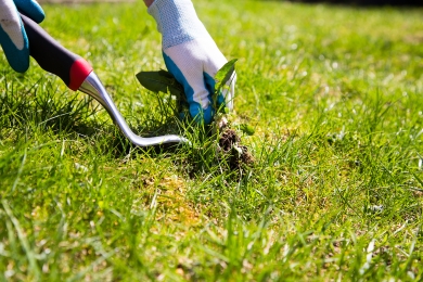 Weeds Lawn