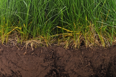Organic Grass Farming - Deep Roots