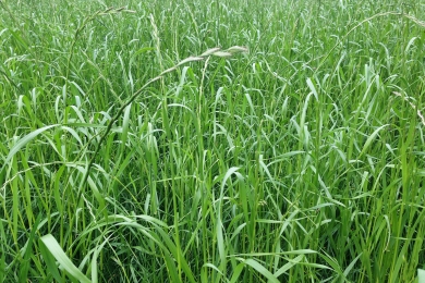 Italian Perennial Ryegrass Hybrids