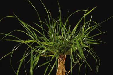 Hybrid Perennial Ryegrass