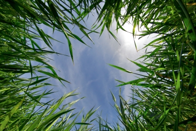 Italian Perennial Ryegrass Hybrids