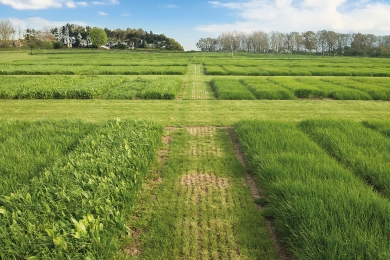 Grass Field