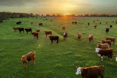 Cows farm field