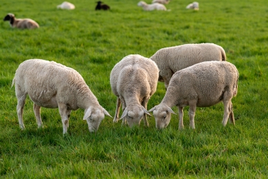 Sheep grazing
