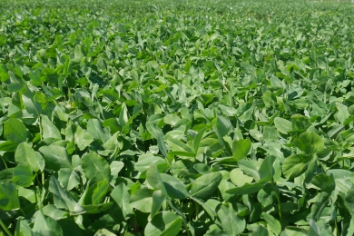 Forage