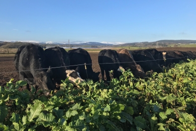 Cows grazing brassica crops