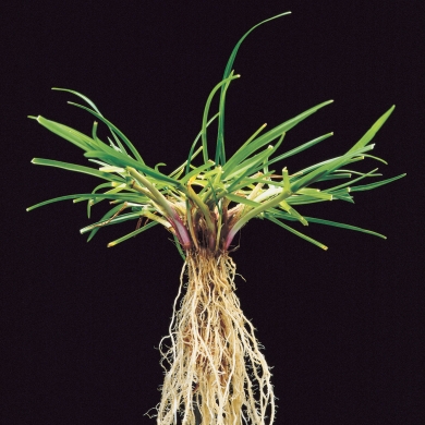 Perennial Ryegrass