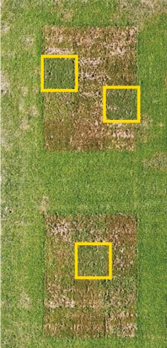 Sport Technology - SGT image - Drought Tolerance - Figure 1