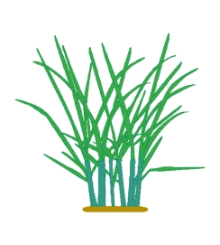 Ryegrass Clump Plant Physiology