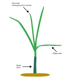 Ryegrass Tiller Plant Physiology