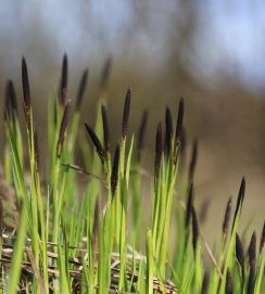 Black-grass