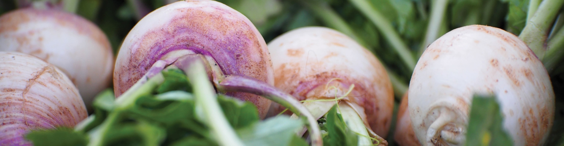 Stubble Turnips