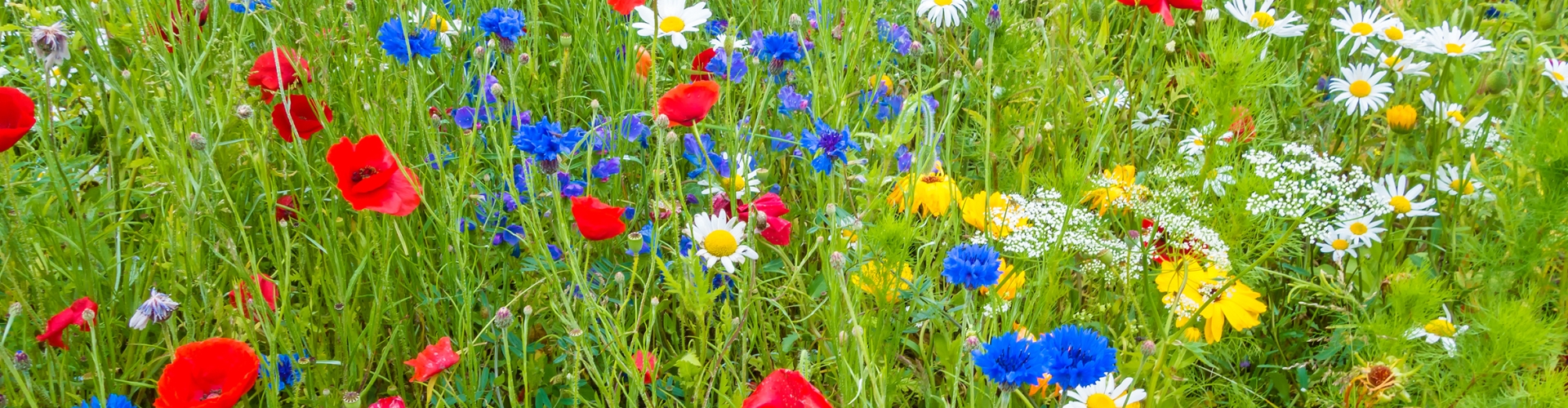 Universal Wildflowers 80/20