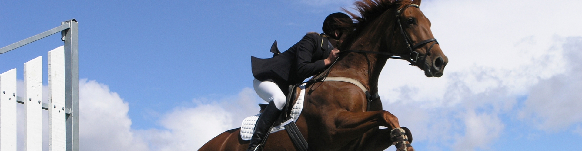 Equestrian General Purpose