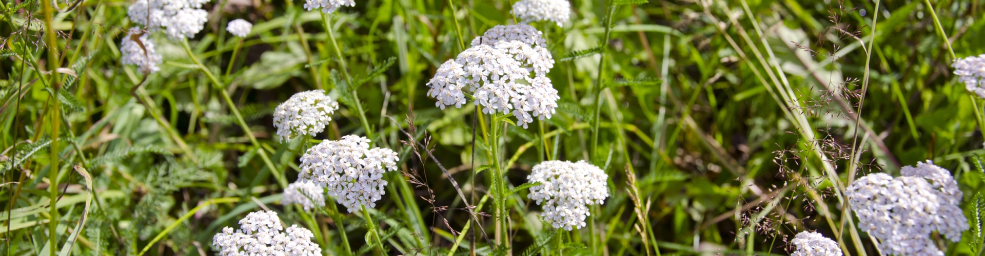 Dry, Sandy Soils