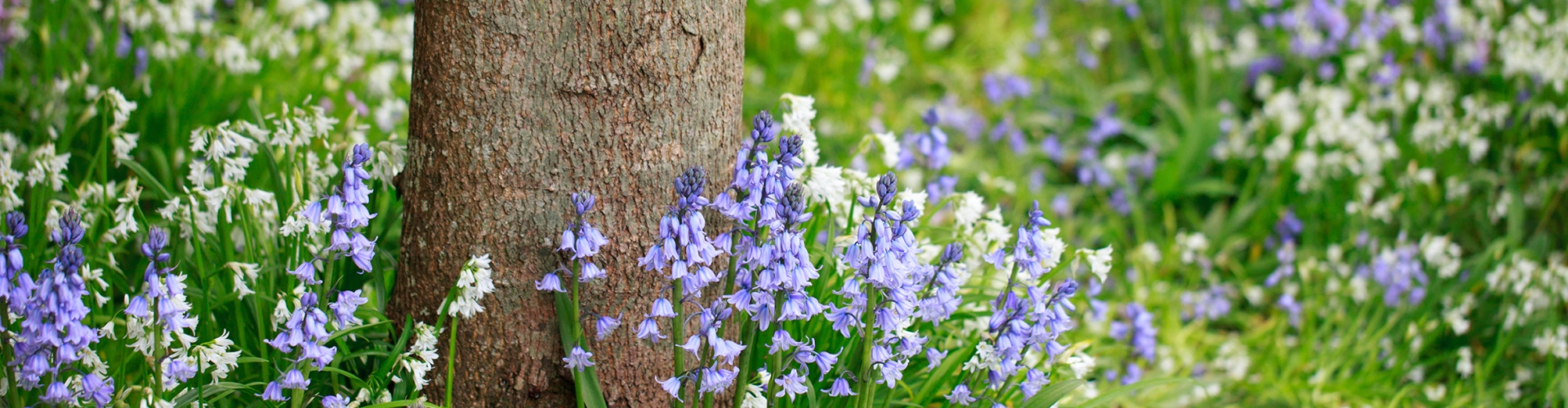 Shaded Hedgerow & Woodland Edge