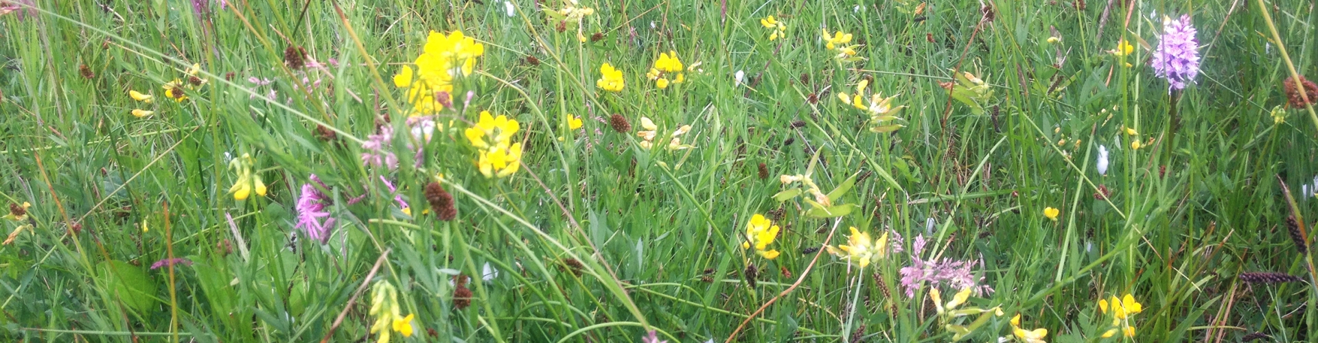 Tall Flowers