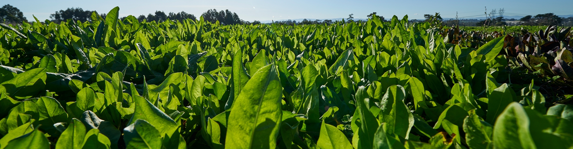 Barcoli Forage Rape