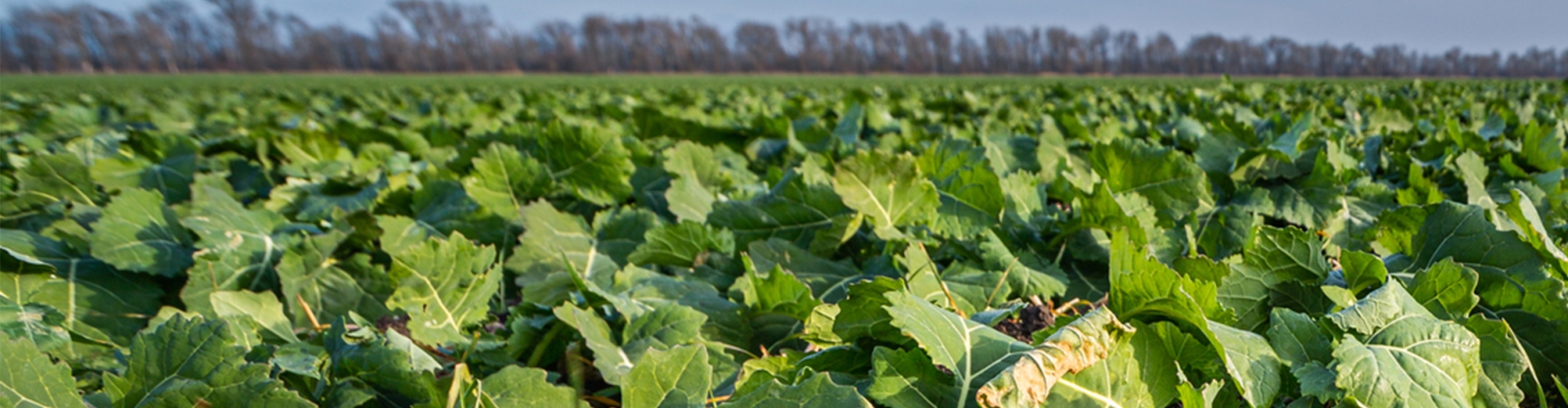 Brassica Keeper Kale