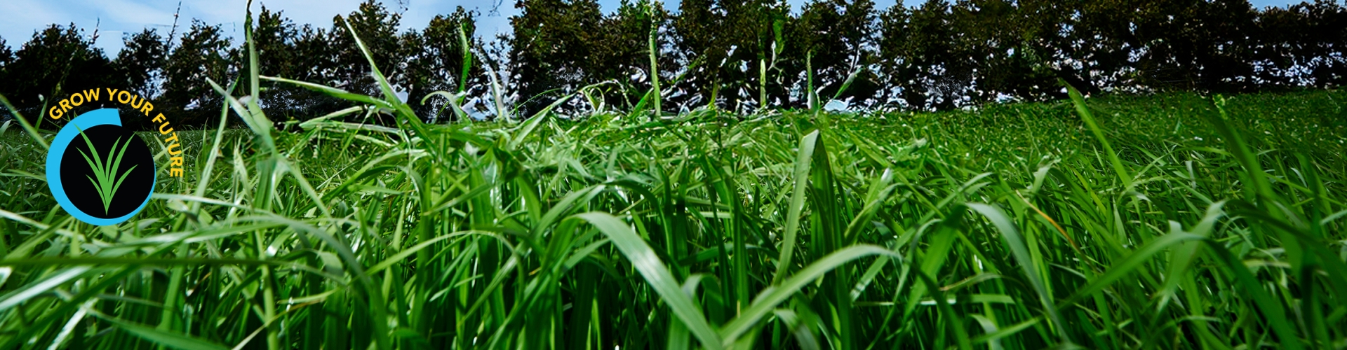 Grow Your Future with Grass